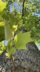 Liriodendron chinense