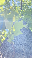 Liriodendron chinense