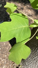Liriodendron chinense
