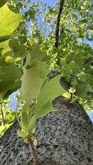 Liriodendron chinense