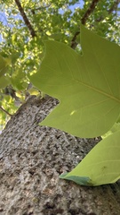 Liriodendron chinense