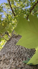 Liriodendron chinense