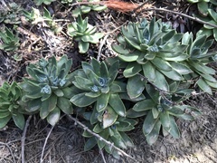 Dudleya caespitosa