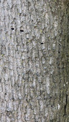 Liriodendron chinense