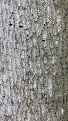 Liriodendron chinense