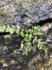 Woodsiaceae