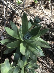Dudleya caespitosa