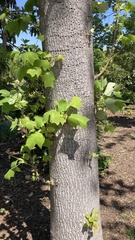 Liriodendron chinense