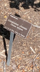 Liriodendron chinense