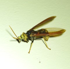 Euclimacia torquata