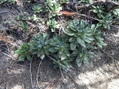 Dudleya caespitosa