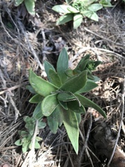 Dudleya caespitosa