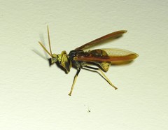 Euclimacia torquata