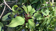 Daphniphyllum macropodum