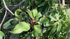 Daphniphyllum macropodum