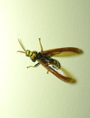 Euclimacia torquata