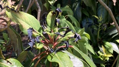 Daphniphyllum macropodum