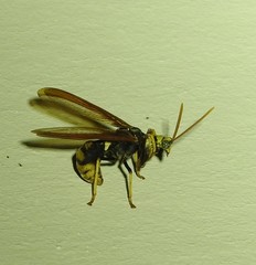 Euclimacia torquata