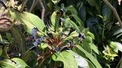 Daphniphyllum macropodum