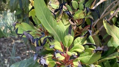 Daphniphyllum macropodum