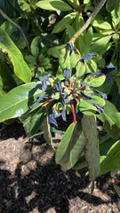 Daphniphyllum macropodum