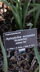 Daphniphyllum macropodum