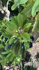Daphniphyllum macropodum