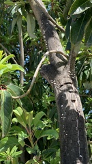 Daphniphyllum macropodum