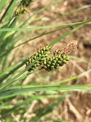 Carex stylosa