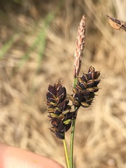 Carex stylosa