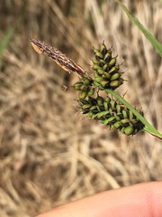 Carex stylosa