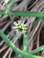 Carex stylosa