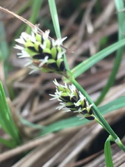 Carex stylosa
