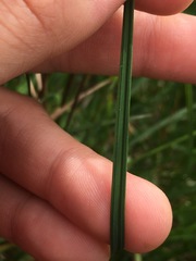 Carex stylosa