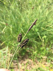 Carex stylosa
