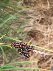 Carex stylosa