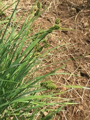 Carex stylosa