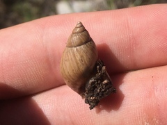 Discoleus aguirrei