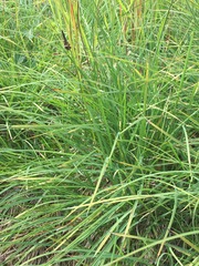 Carex stylosa