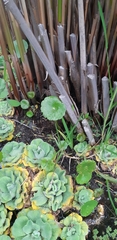 Pistia