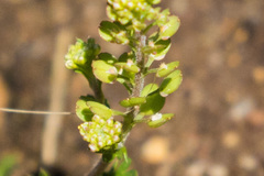 Lepidium strictum