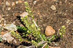 Lepidium strictum