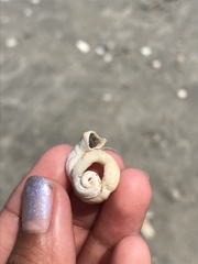 Vermetoidea