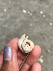 Vermetoidea