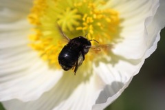 Habropoda tristissima