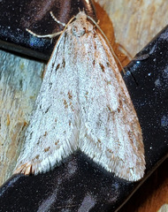 Semioscopis megamicrella