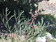 Lomatium hooveri