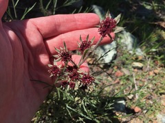 Lomatium hooveri
