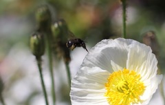 Habropoda tristissima