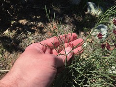 Lomatium hooveri